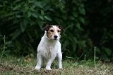 JACK RUSSEL 240